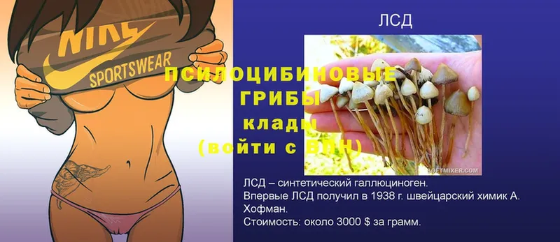 Галлюциногенные грибы GOLDEN TEACHER  omg ССЫЛКА  Великий Новгород 